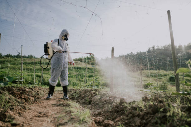 Best Wasp Removal Services  in Lofall, WA